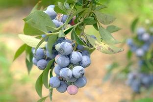 森林北吃瓜,瓜田里的悠闲时光