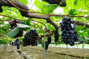 森林北吃瓜,瓜田里的悠闲时光