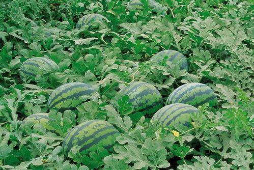 紫藤花吃瓜,一场别开生面的味蕾盛宴