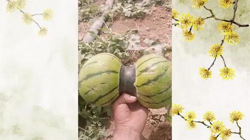 头上吃瓜,品味夏日清凉