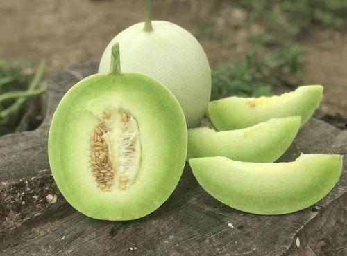 黄斑病玉菇瓜还可以吃吗,玉菇瓜的安全性探讨