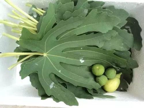 痔疮可以吃兰瓜吗,兰瓜的养生益处