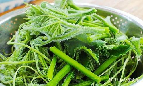 经瓜尖怎么吃,解锁独特口感与营养的烹饪新法