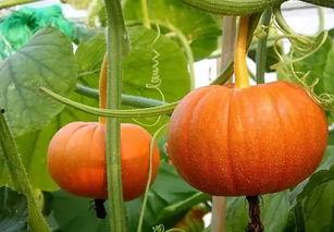 西安哪里可以吃瓜,西安瓜果美食探秘之旅