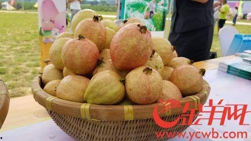 增江街吃瓜,瓜果飘香，品味夏日悠闲时光