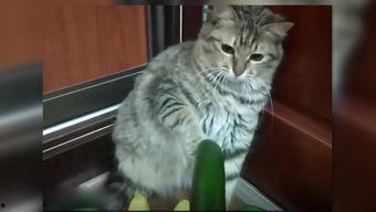 可爱的小猫吃瓜