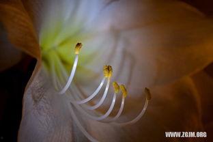 梦见自己摘了五个瓜吃,五瓜盛宴，揭秘潜意识中的五种愿望